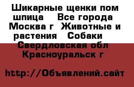 Шикарные щенки пом шпица  - Все города, Москва г. Животные и растения » Собаки   . Свердловская обл.,Красноуральск г.